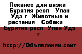 Пекинес для вязки - Бурятия респ., Улан-Удэ г. Животные и растения » Собаки   . Бурятия респ.,Улан-Удэ г.